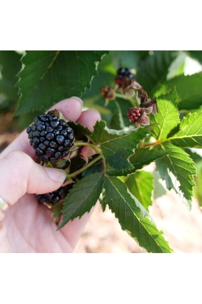 Ожина безколючкова Понка